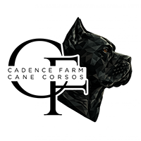 Cadence Farm Cane Corsos